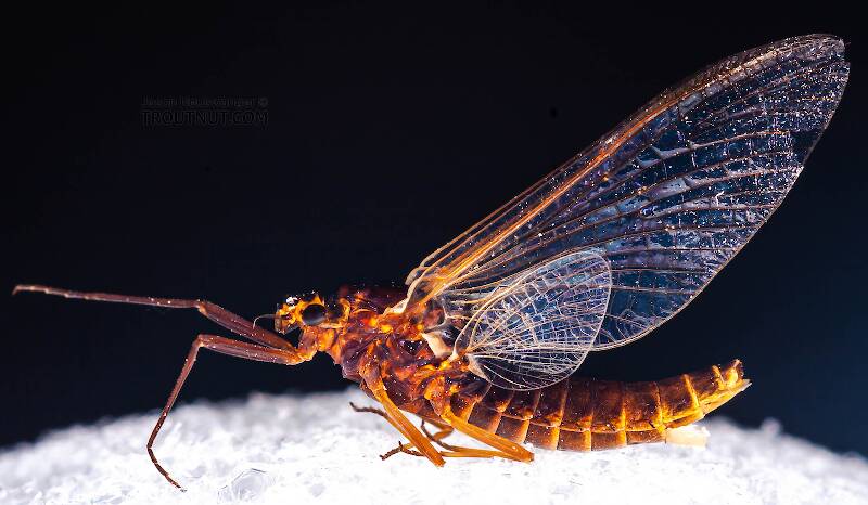 Lateral view of a Female Leptophlebia (Leptophlebiidae) (Black Quill) Mayfly Spinner from Factory Brook in New York