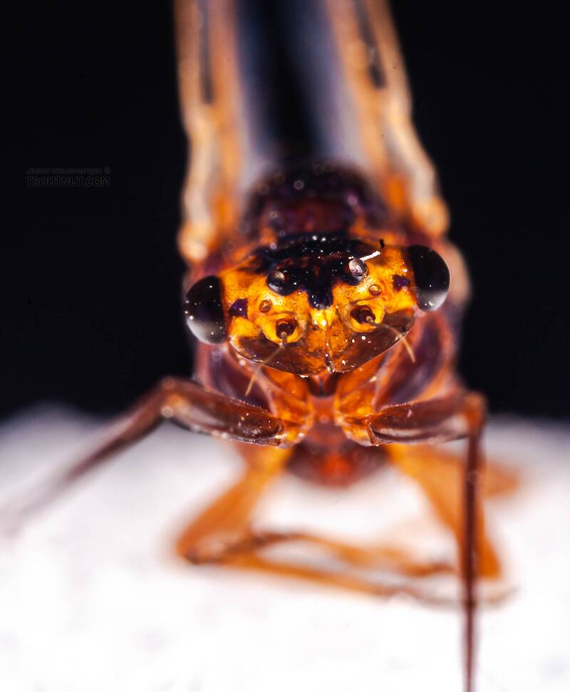 Female Leptophlebia (Leptophlebiidae) (Black Quill) Mayfly Spinner from Factory Brook in New York