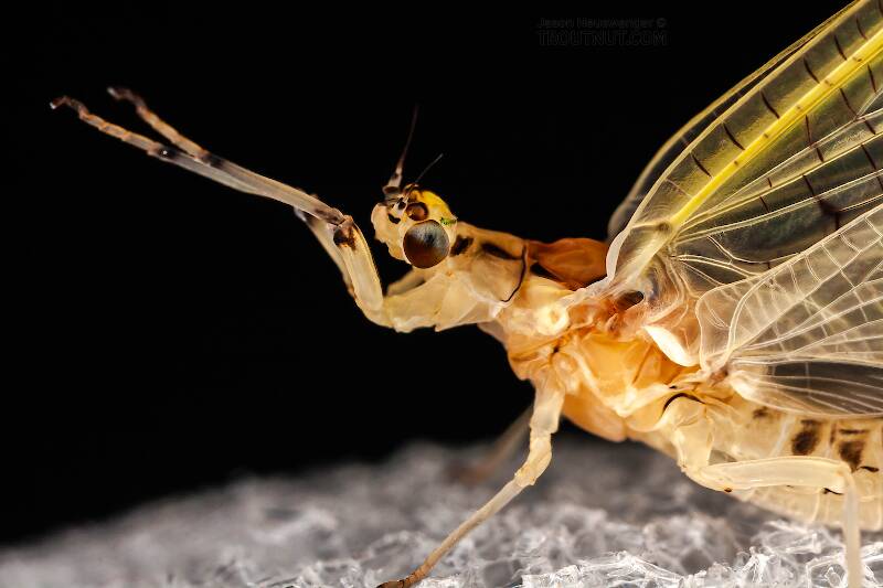 Female Ephemera varia (Ephemeridae) (Yellow Drake) Mayfly Dun from Aquarium in New York