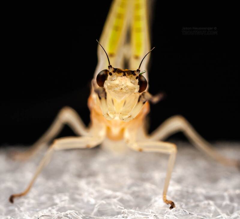 Female Ephemera varia (Ephemeridae) (Yellow Drake) Mayfly Dun from Aquarium in New York