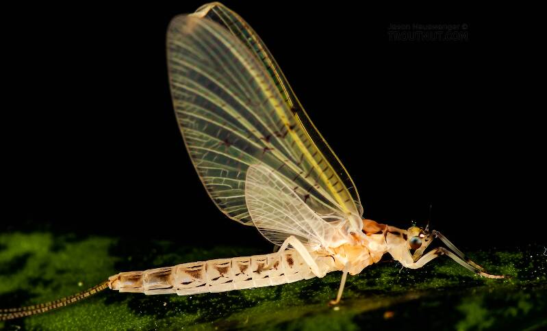 Artistic view of a Female Ephemera varia (Ephemeridae) (Yellow Drake) Mayfly Dun from Aquarium in New York