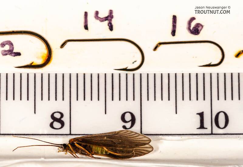 Ruler view of a Brachycentrus appalachia (Brachycentridae) (Apple Caddis) Caddisfly Adult from the West Branch of the Delaware River in New York The smallest ruler marks are 1 mm.