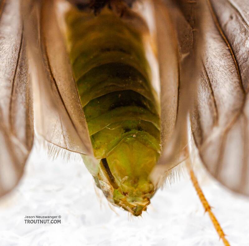 Brachycentrus appalachia (Brachycentridae) (Apple Caddis) Caddisfly Adult from the West Branch of the Delaware River in New York