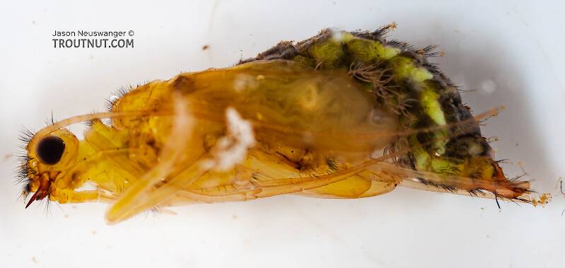 Lateral view of a Hydropsyche (Hydropsychidae) (Spotted Sedge) Caddisfly Pupa from the Delaware River in New York