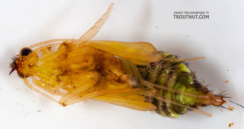 Ventral view of a Hydropsyche (Hydropsychidae) (Spotted Sedge) Caddisfly Pupa from the Delaware River in New York