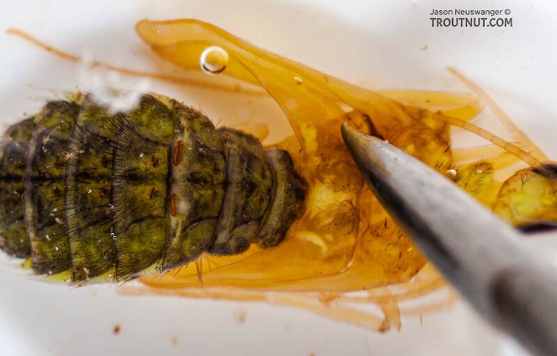 Dorsal view of a Hydropsyche (Hydropsychidae) (Spotted Sedge) Caddisfly Pupa from the Delaware River in New York