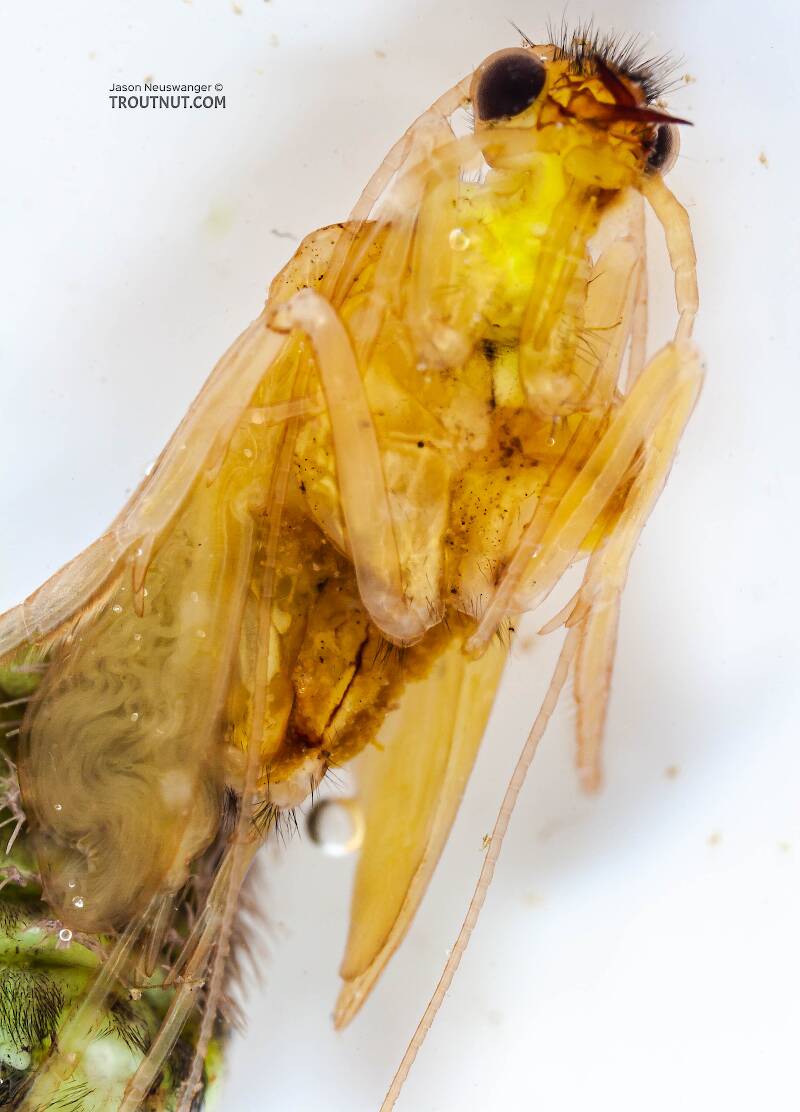 Hydropsyche (Hydropsychidae) (Spotted Sedge) Caddisfly Pupa from the Delaware River in New York