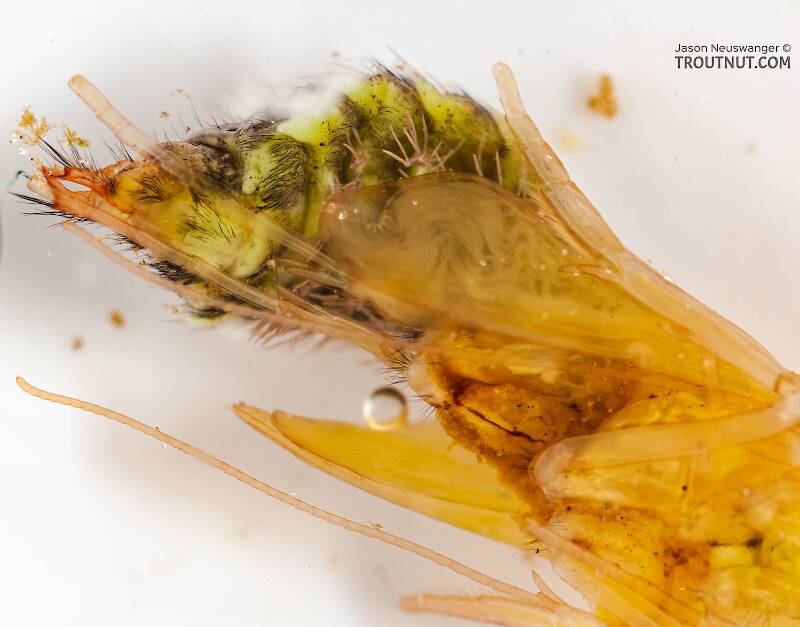 Hydropsyche (Hydropsychidae) (Spotted Sedge) Caddisfly Pupa from the Delaware River in New York