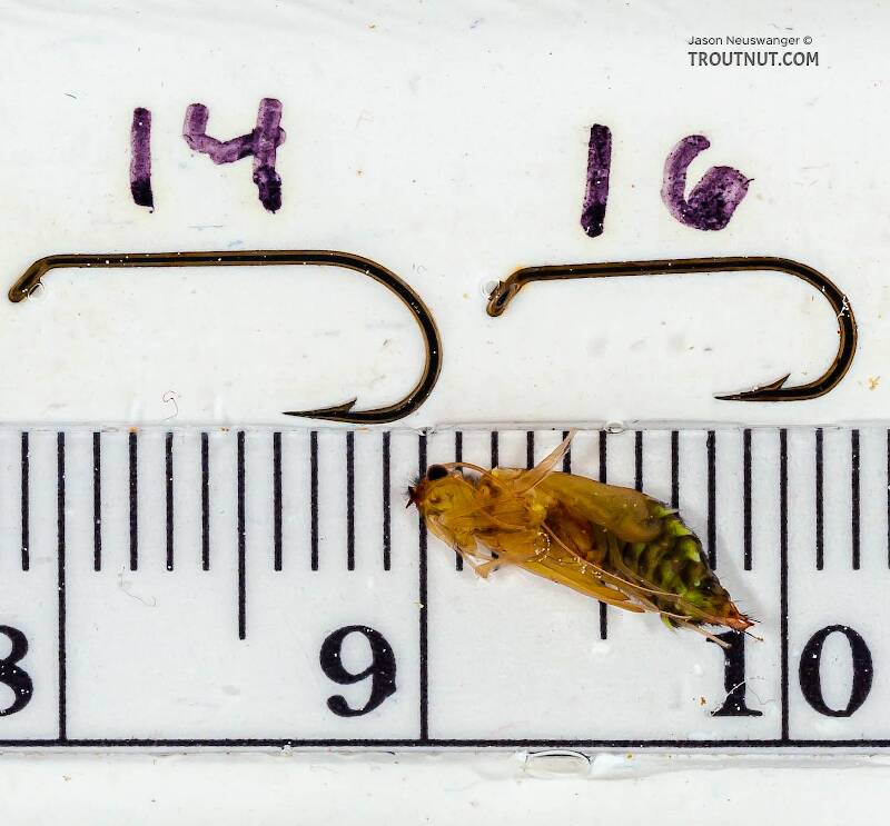 Ruler view of a Hydropsyche (Hydropsychidae) (Spotted Sedge) Caddisfly Pupa from the Delaware River in New York The smallest ruler marks are 1 mm.