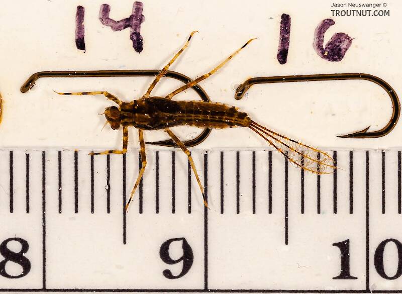 Ruler view of a Male Penelomax septentrionalis (Ephemerellidae) Mayfly Nymph from the Delaware River in New York The smallest ruler marks are 1 mm.