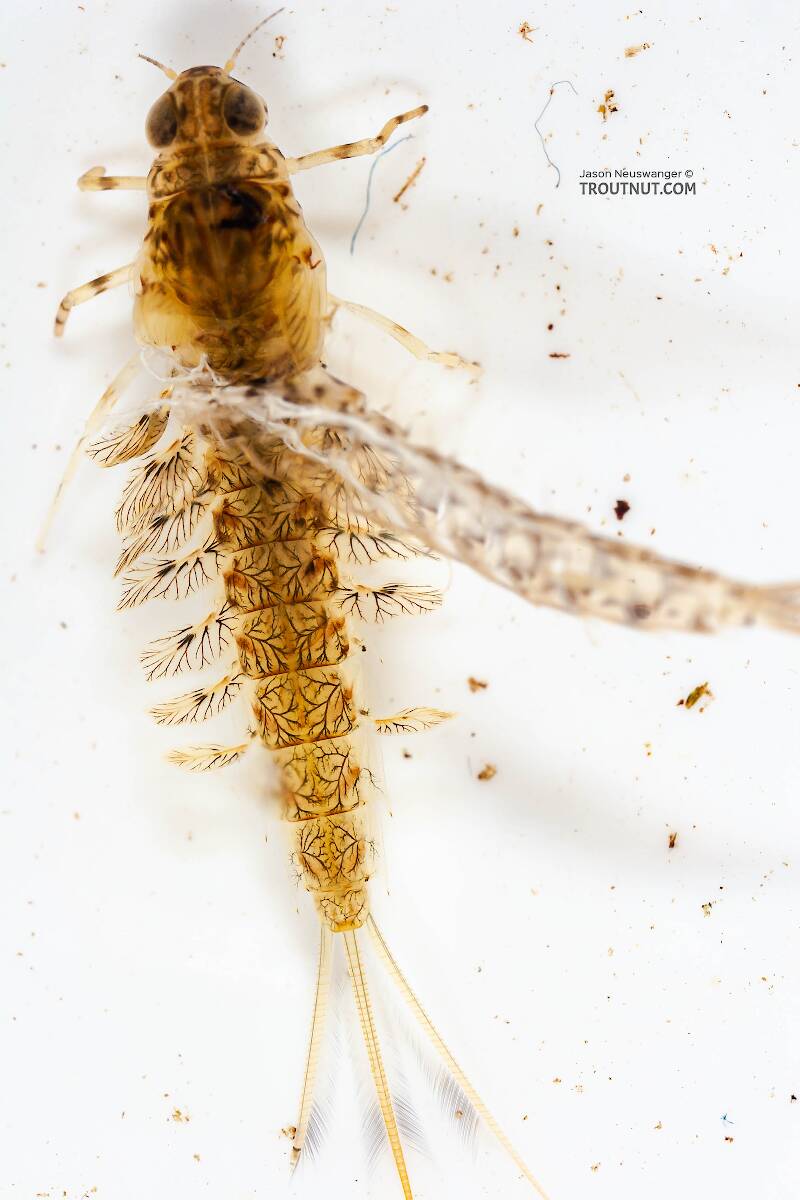 Dorsal view of a Siphlonurus quebecensis (Siphlonuridae) (Gray Drake) Mayfly Nymph from the Delaware River in New York
