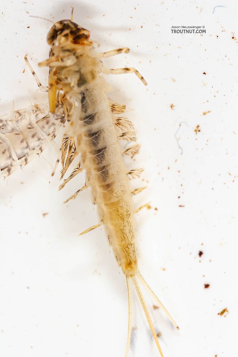Ventral view of a Siphlonurus quebecensis (Siphlonuridae) (Gray Drake) Mayfly Nymph from the Delaware River in New York