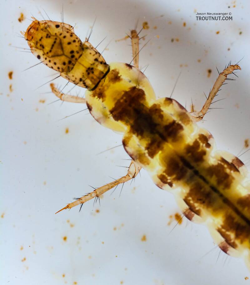 Polycentropus (Polycentropodidae) (Brown Checkered Summer Sedge) Caddisfly Larva from the Delaware River in New York