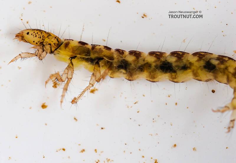 Lateral view of a Polycentropus (Polycentropodidae) (Brown Checkered Summer Sedge) Caddisfly Larva from the Delaware River in New York