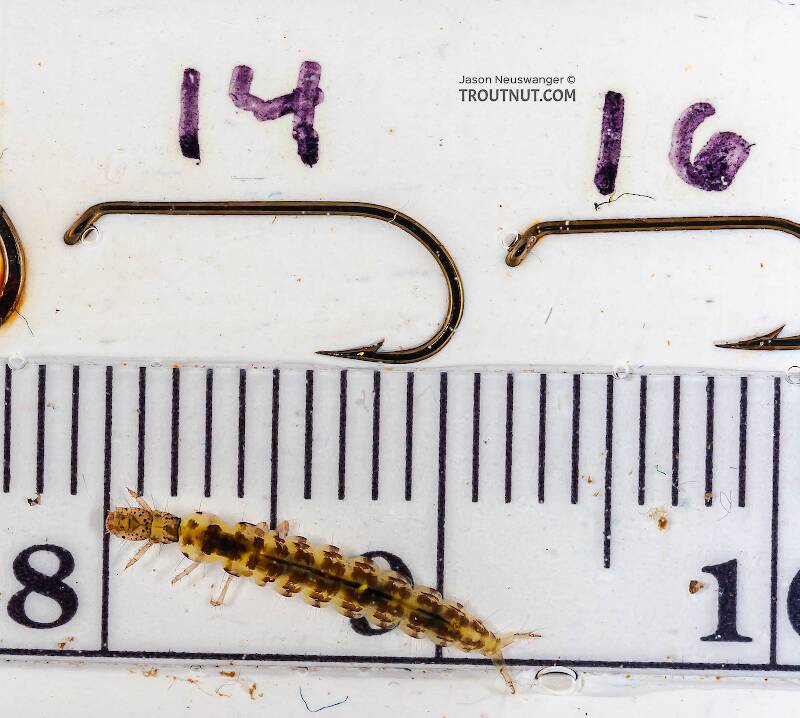 Ruler view of a Polycentropus (Polycentropodidae) (Brown Checkered Summer Sedge) Caddisfly Larva from the Delaware River in New York The smallest ruler marks are 1 mm.