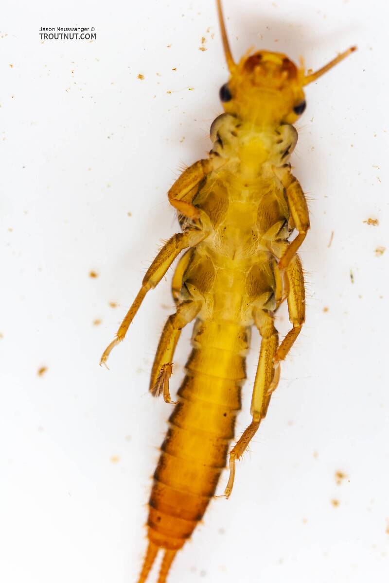 Ventral view of a Sweltsa (Chloroperlidae) (Sallfly) Stonefly Nymph from the Delaware River in New York