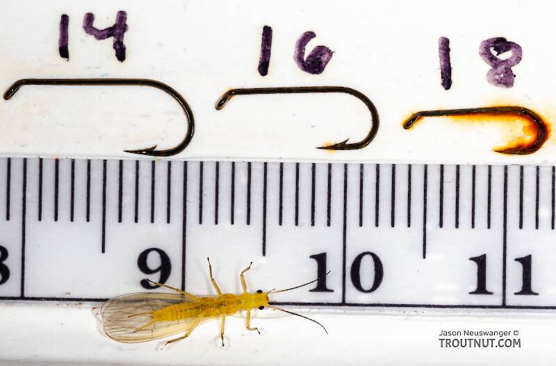 Ruler view of a Sweltsa onkos (Chloroperlidae) (Sallfly) Stonefly Adult from Mystery Creek #62 in New York The smallest ruler marks are 1 mm.