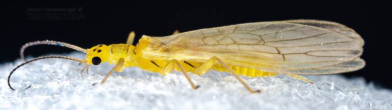 Lateral view of a Sweltsa onkos (Chloroperlidae) (Sallfly) Stonefly Adult from Mystery Creek #62 in New York