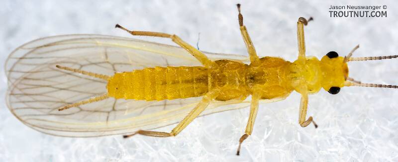 Ventral view of a Sweltsa onkos (Chloroperlidae) (Sallfly) Stonefly Adult from Mystery Creek #62 in New York
