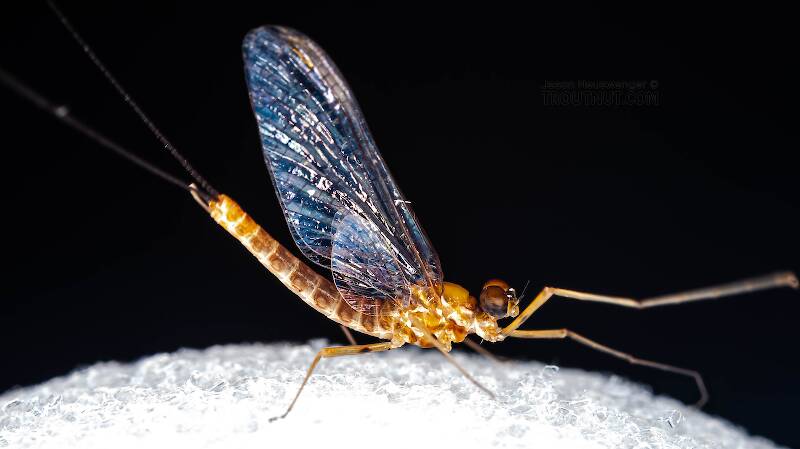 Lateral view of a Male Epeorus pleuralis (Heptageniidae) (Quill Gordon) Mayfly Spinner from Enfield Creek in Treman Park in New York