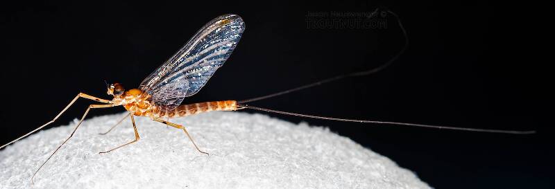 Male Epeorus pleuralis (Heptageniidae) (Quill Gordon) Mayfly Spinner from Enfield Creek in Treman Park in New York
