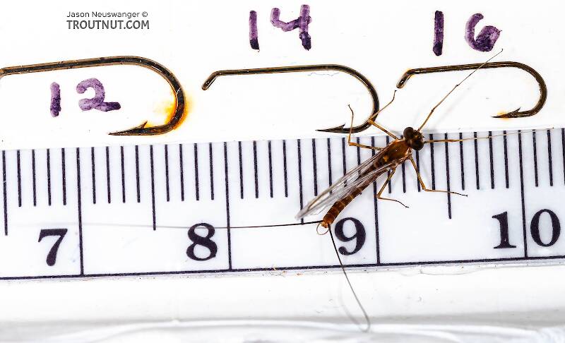 The body length is about 9.5 mm. Wings probably 8.5-9 mm.

Ruler view of a Male Epeorus pleuralis (Heptageniidae) (Quill Gordon) Mayfly Spinner from Enfield Creek in Treman Park in New York The smallest ruler marks are 1 mm.