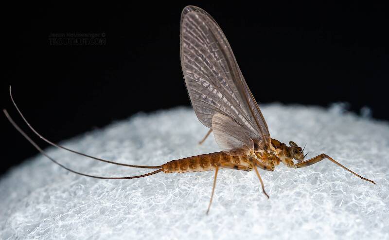 Lateral view of a Female Epeorus pleuralis (Heptageniidae) (Quill Gordon) Mayfly Dun from Enfield Creek in Treman Park in New York