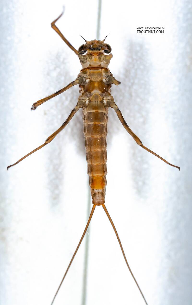Ventral view of a Female Epeorus pleuralis (Heptageniidae) (Quill Gordon) Mayfly Dun from Enfield Creek in Treman Park in New York