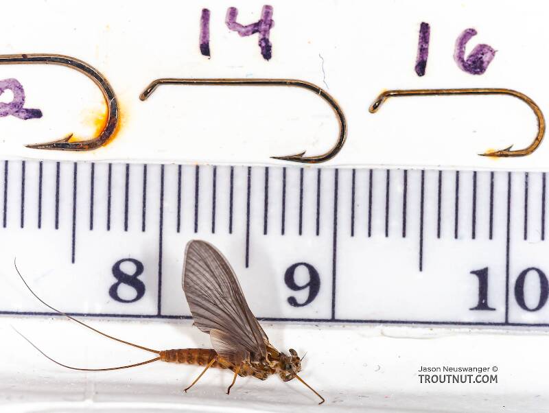 Ruler view of a Female Epeorus pleuralis (Heptageniidae) (Quill Gordon) Mayfly Dun from Enfield Creek in Treman Park in New York The smallest ruler marks are 1 mm.