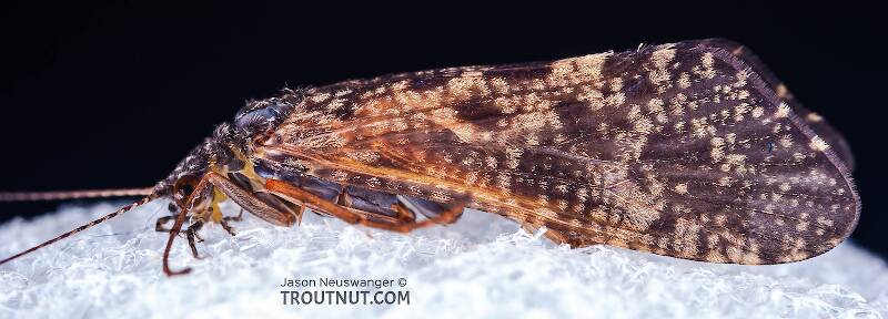 Hydropsyche aenigma (Hydropsychidae) (Spotted Sedge) Caddisfly Adult from the West Branch of the Delaware River in New York