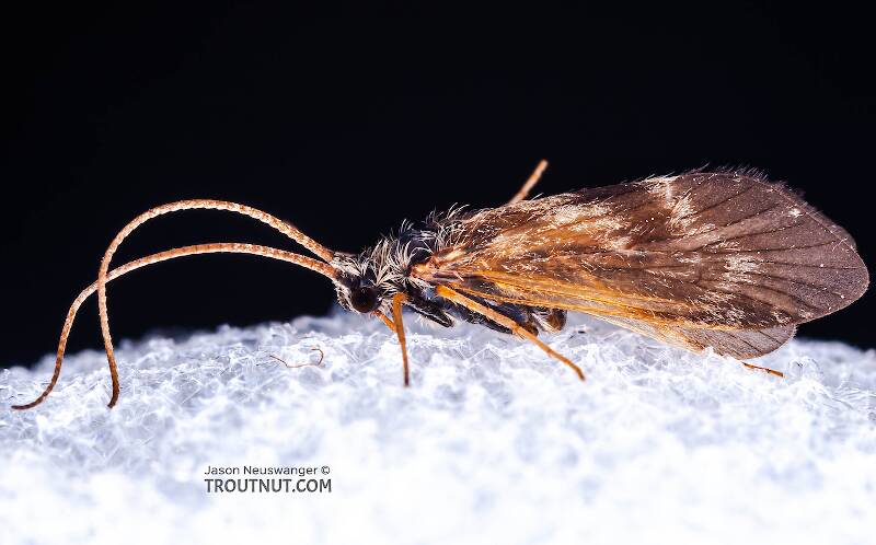An adult caddisfly. Closeup of a hairy aquatic insect adult

Lateral view of a Apatania (Apataniidae) (Early Smoky Wing Sedge) Caddisfly Adult from the West Branch of the Delaware River in New York