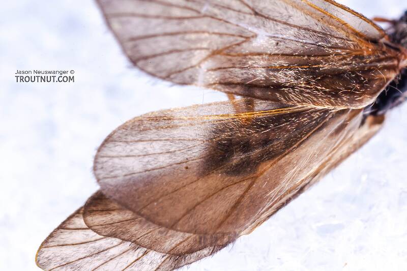 Apatania (Apataniidae) (Early Smoky Wing Sedge) Caddisfly Adult from the West Branch of the Delaware River in New York