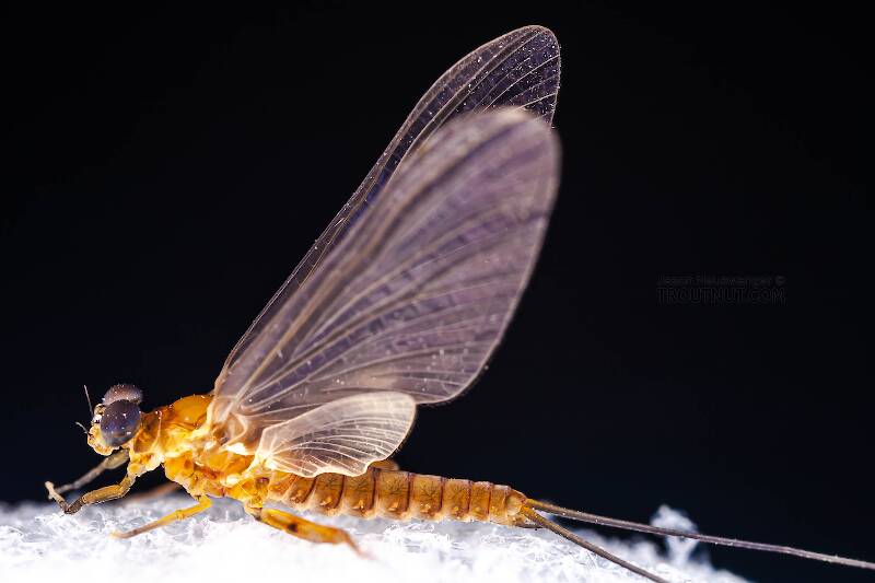 Male Epeorus (Heptageniidae) (Little Maryatt) Mayfly Dun from the West Branch of the Delaware River in New York