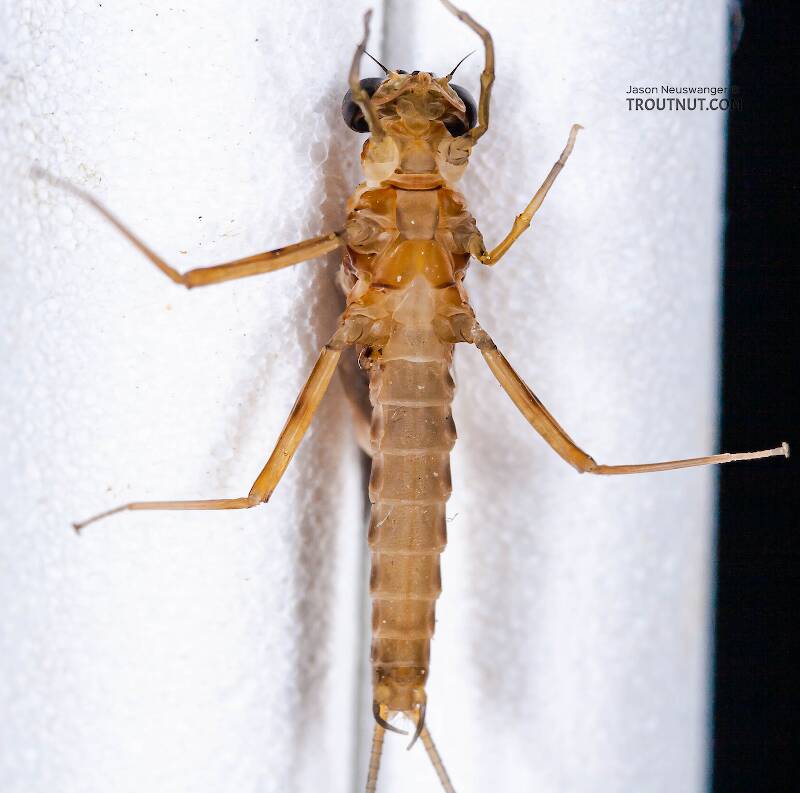 Ventral view of a Male Epeorus (Heptageniidae) (Little Maryatt) Mayfly Dun from the West Branch of the Delaware River in New York