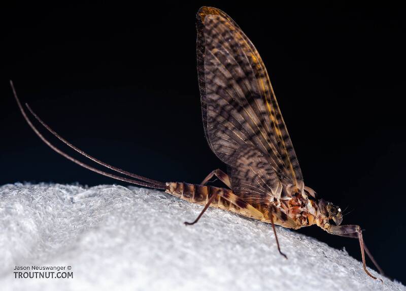 Lateral view of a Female Stenonema vicarium (Heptageniidae) (March Brown) Mayfly Dun from the Neversink River in New York