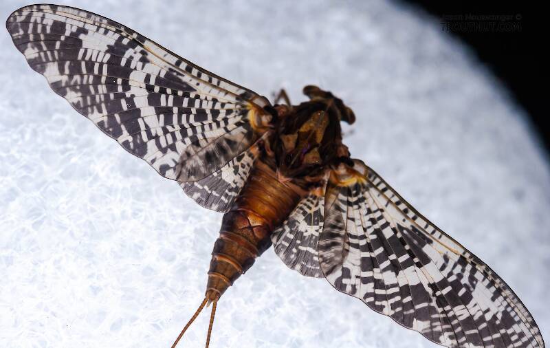 Dorsal view of a Female Baetisca obesa (Baetiscidae) (Armored Mayfly) Mayfly Dun from the Neversink River (aquarium-raised) in New York