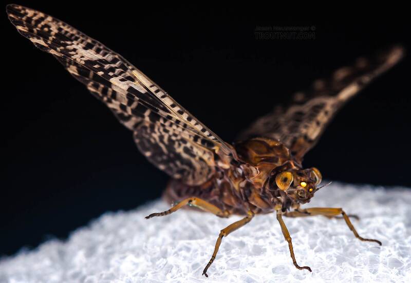 Female Baetisca obesa (Baetiscidae) (Armored Mayfly) Mayfly Dun from the Neversink River (aquarium-raised) in New York