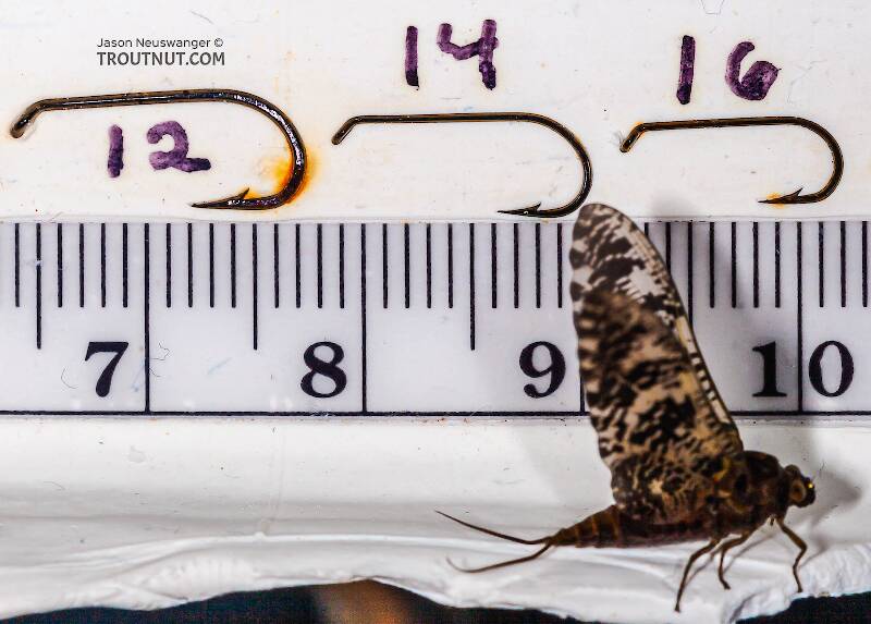 Ruler view of a Female Baetisca obesa (Baetiscidae) (Armored Mayfly) Mayfly Dun from the Neversink River (aquarium-raised) in New York The smallest ruler marks are 1 mm.