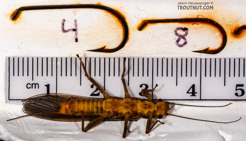 Ruler view of a Female Acroneuria lycorias (Perlidae) (Golden Stone) Stonefly Adult from Aquarium (collected somewhere in Catskills) in New York The smallest ruler marks are 1 mm.