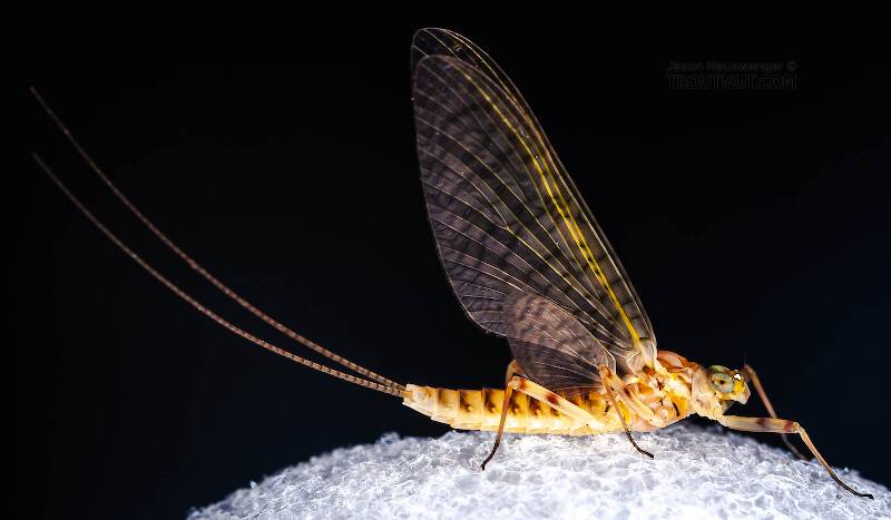 Lateral view of a Female Stenonema ithaca (Heptageniidae) (Light Cahill) Mayfly Dun from the Little Juniata River in Pennsylvania
