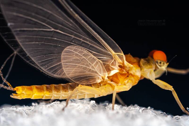 Male Ephemerella invaria (Ephemerellidae) (Sulphur) Mayfly Dun from the Little Juniata River in Pennsylvania