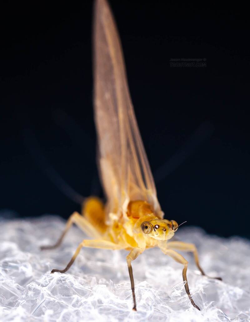 Female Ephemerella invaria (Ephemerellidae) (Sulphur) Mayfly Dun from the Little Juniata River in Pennsylvania