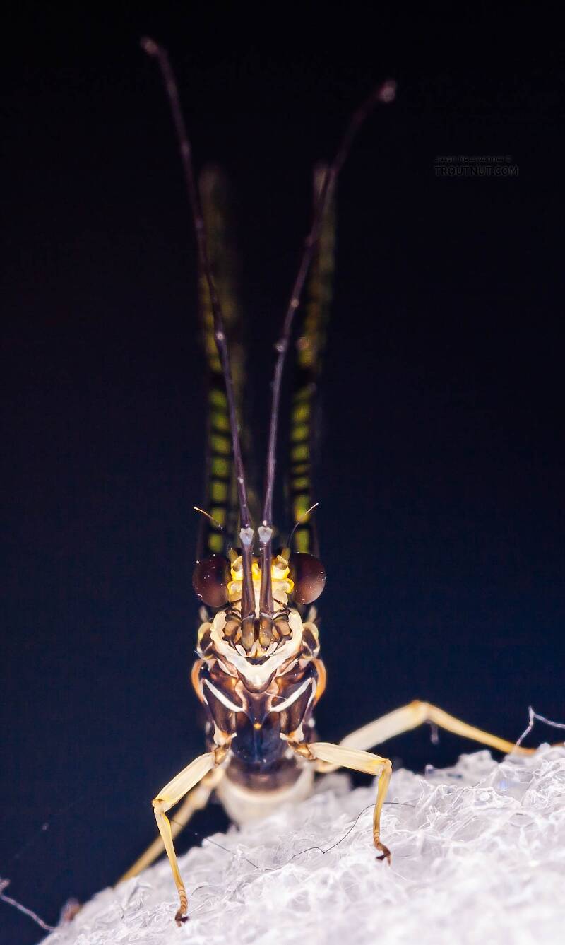 Male Ephemera guttulata (Ephemeridae) (Green Drake) Mayfly Spinner from Penn's Creek in Pennsylvania
