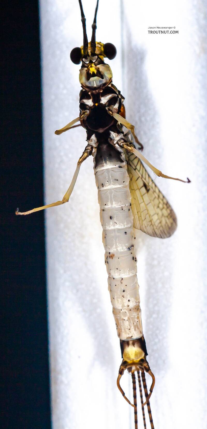Ventral view of a Male Ephemera guttulata (Ephemeridae) (Green Drake) Mayfly Spinner from Penn's Creek in Pennsylvania