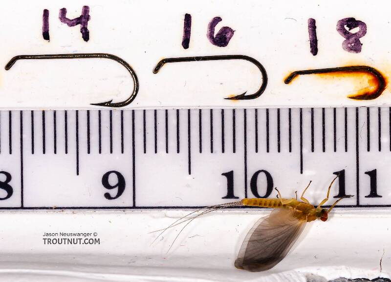 Ruler view of a Male Ephemerella invaria (Ephemerellidae) (Sulphur) Mayfly Dun from Penn's Creek in Pennsylvania The smallest ruler marks are 1 mm.