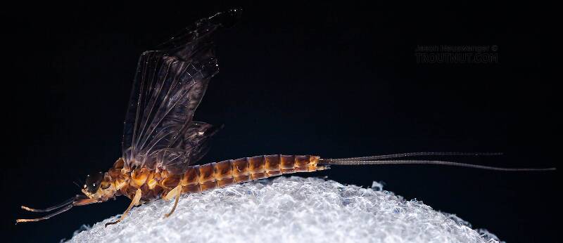 Lateral view of a Female Isonychia bicolor (Isonychiidae) (Mahogany Dun) Mayfly Dun from Penn's Creek in Pennsylvania