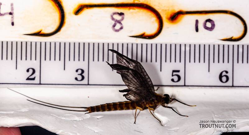 Ruler view of a Female Isonychia bicolor (Isonychiidae) (Mahogany Dun) Mayfly Dun from Penn's Creek in Pennsylvania The smallest ruler marks are 1 mm.