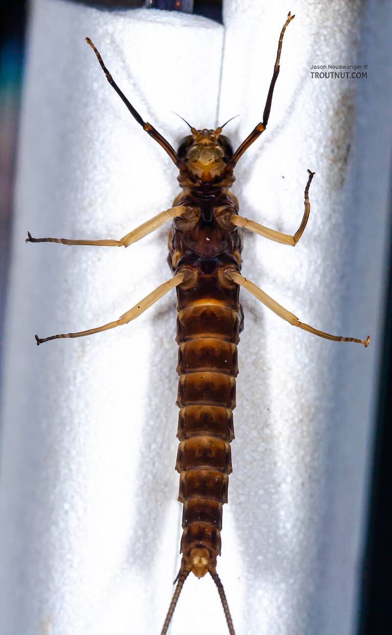 Ventral view of a Female Isonychia bicolor (Isonychiidae) (Mahogany Dun) Mayfly Dun from Penn's Creek in Pennsylvania