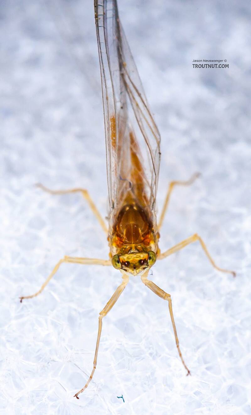Female Ephemerella invaria (Ephemerellidae) (Sulphur) Mayfly Spinner from Penn's Creek in Pennsylvania