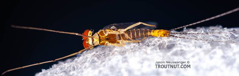Male Ephemerella (Ephemerellidae) (Hendricksons, Sulphurs, PMDs) Mayfly Spinner from Penn's Creek in Pennsylvania